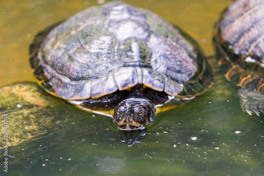 Fototapeta premium Florida Wildlife Photography.