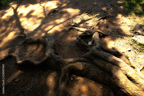 closeup of trunk of tree