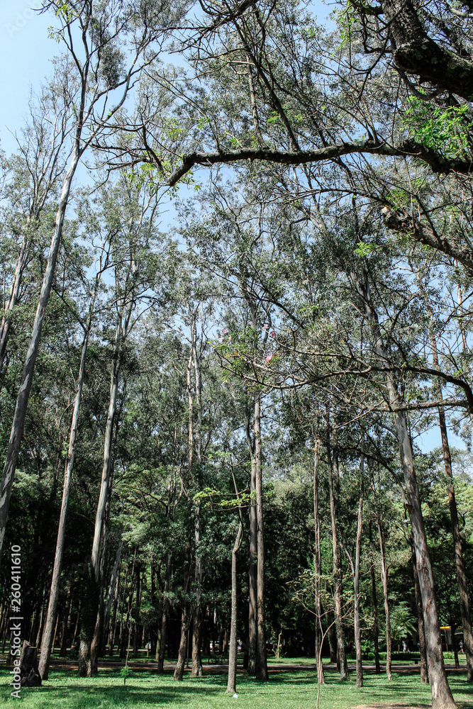 Fototapeta premium trees in forest
