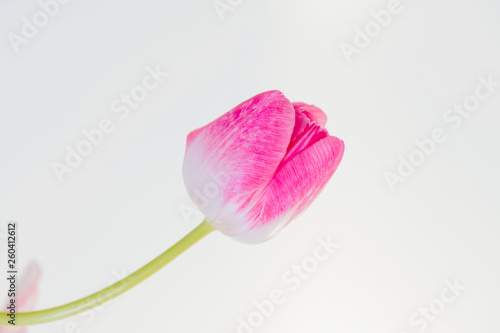 Pink tulip in front of white background, cut flowers