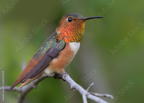 Close-up of a male Allen’s hummingbird perched on a tree branch in Arcadia, California, United States.