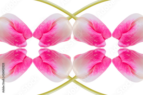 Pattern of tulips arranged on a white background