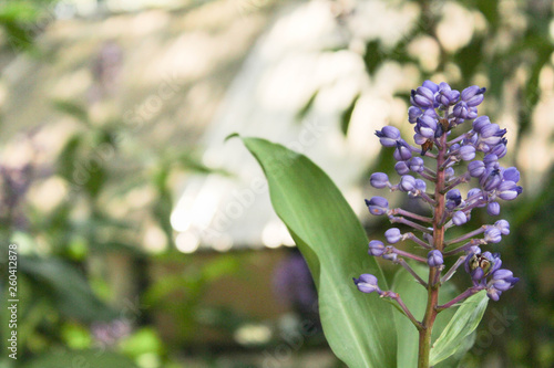 flowers of lilac