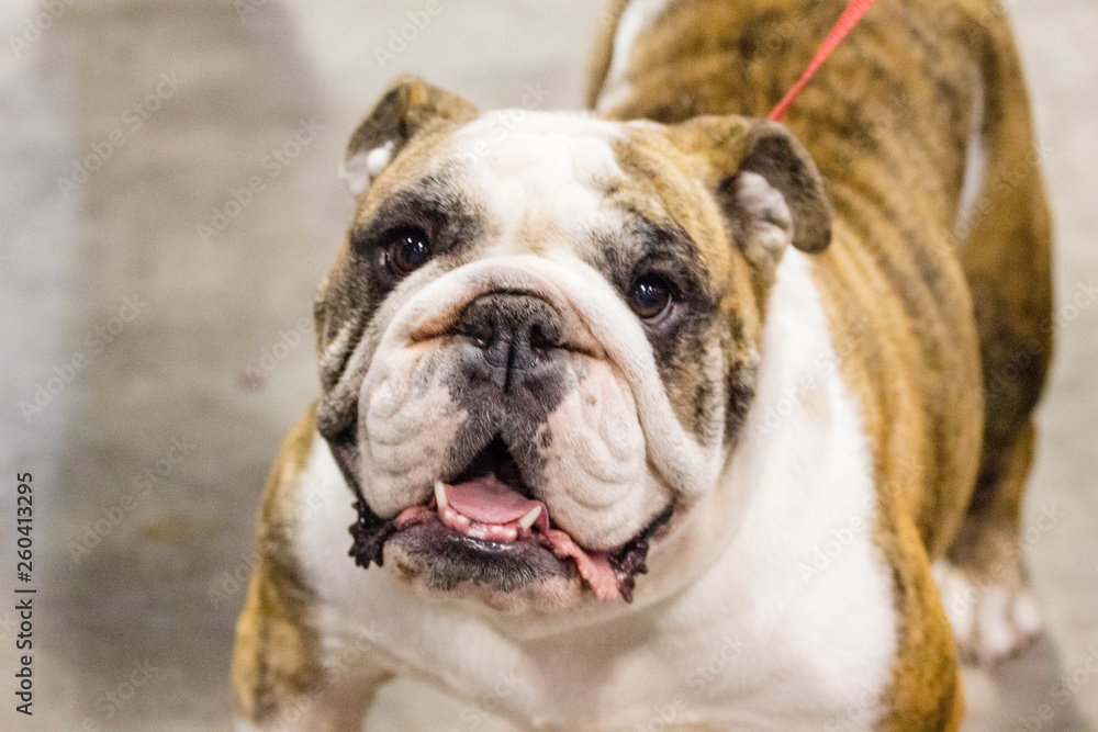 Fototapeta premium English Bull Dog 