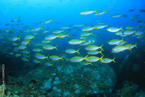 Fototapeta Naklejka Na Ścianę i Meble -  Coral reef and fish in Indian Ocean 