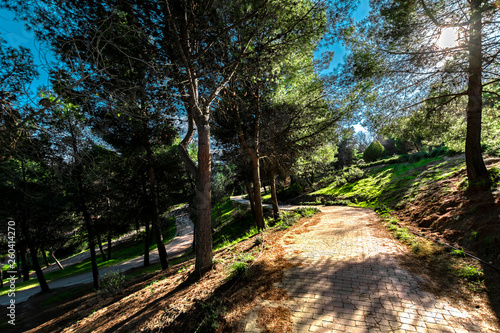city forest