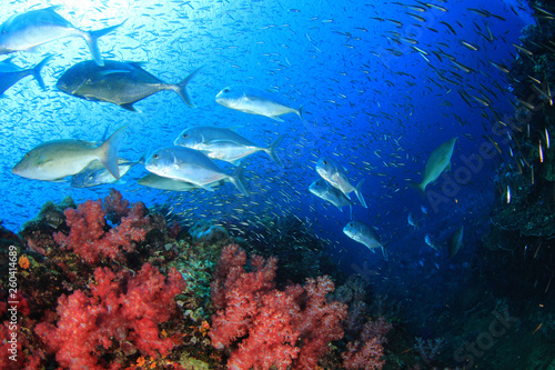 Coral reef and fish in Indian Ocean 