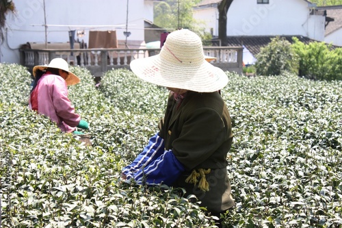 picking tea leaves in HangZhou area photo