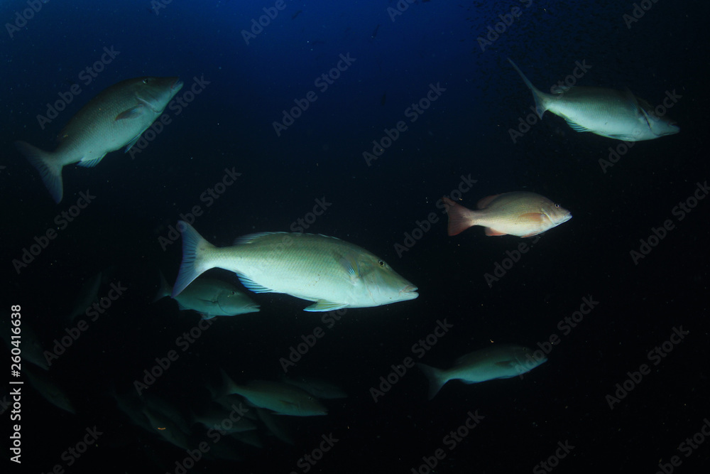 Naklejka premium Coral reef and fish in Indian Ocean 