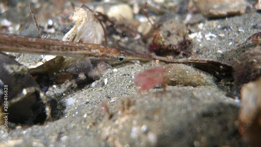 Close-Up: Needlefish Sitting at the Bottom of the Ocean Floor in Puget Sound, Washington Close-Up: Needlefish Sitting at the Bottom of the Ocean Floor in Puget Sound, Washington