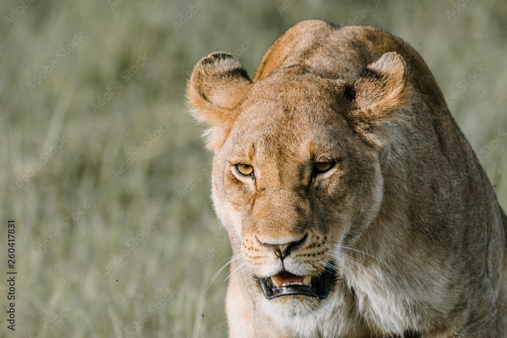 Woman lion in Africa Woman lion in Africa