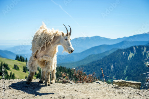 Olympic National Park Hurricane Ridge Mountain Goat, Washington State photo