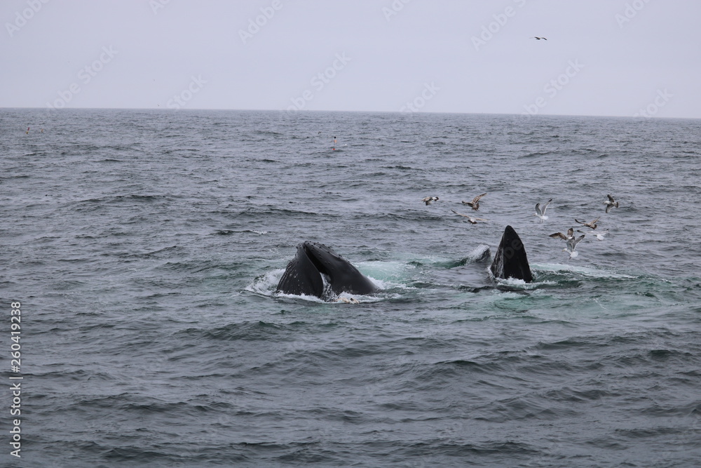 Fototapeta premium Cape Cod Whales