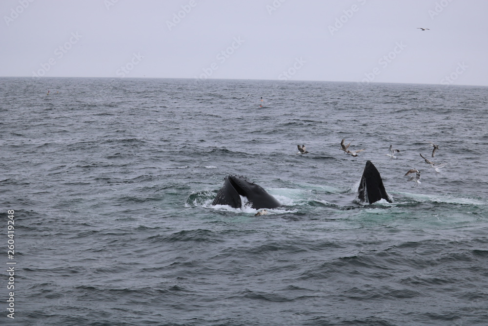 Fototapeta premium Cape Cod Whales