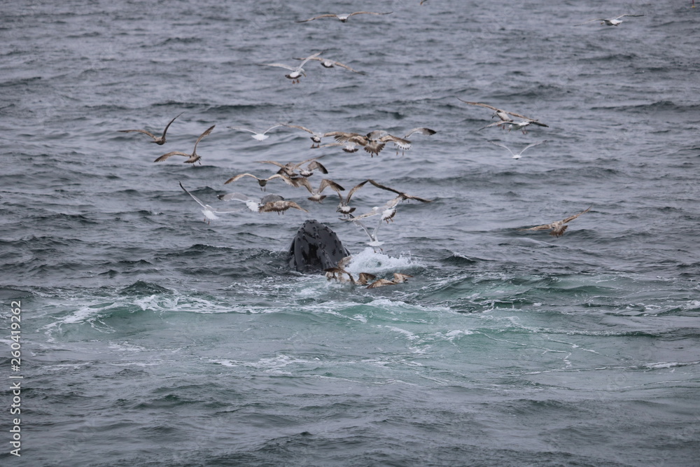 Fototapeta premium Cape Cod Whales
