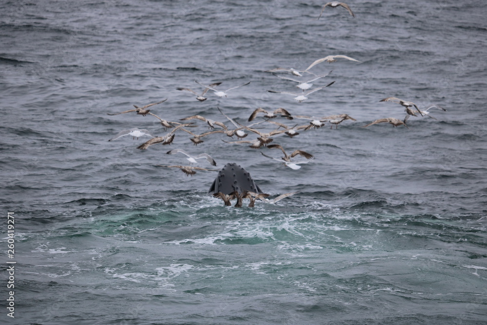 Fototapeta premium Cape Cod Whales