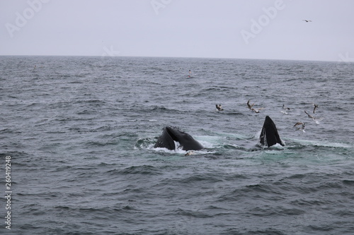 Cape Cod Whales © Shankarsun
