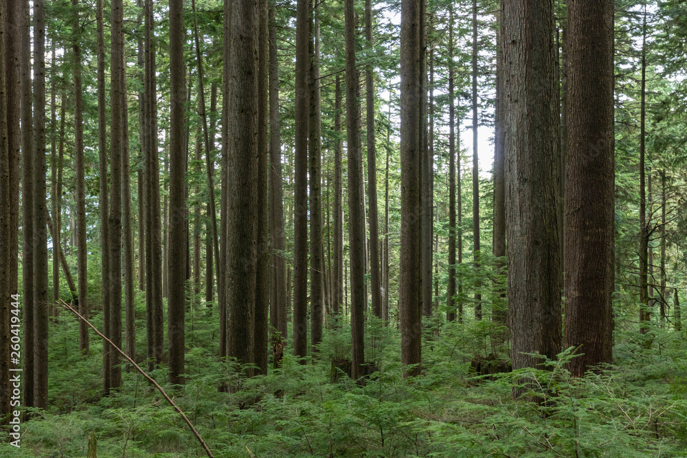 Forest in Vancouver British Columbia Canada Forest in Vancouver British Columbia Canada