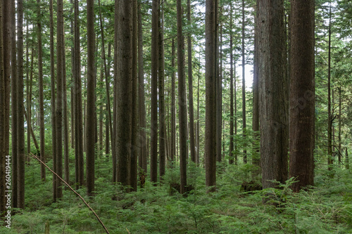 Forest in Vancouver British Columbia Canada © Sean