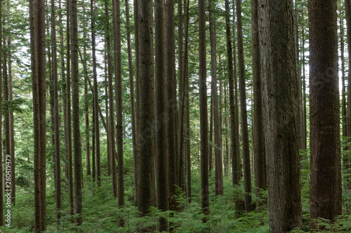 Forest in Vancouver British Columbia Canada © Sean