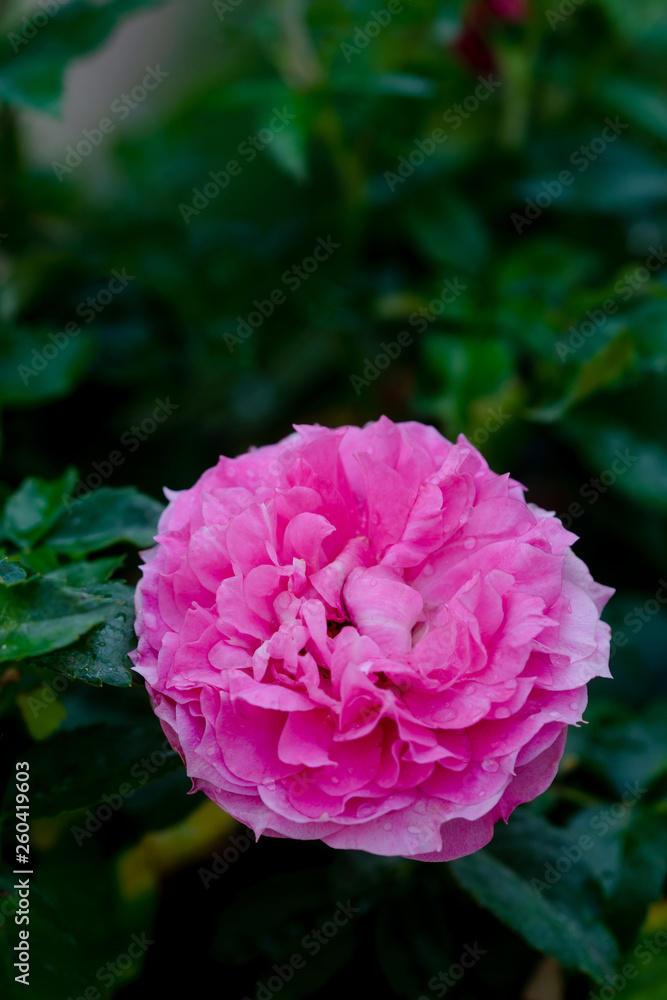 Close up view of a beautiful pink rose