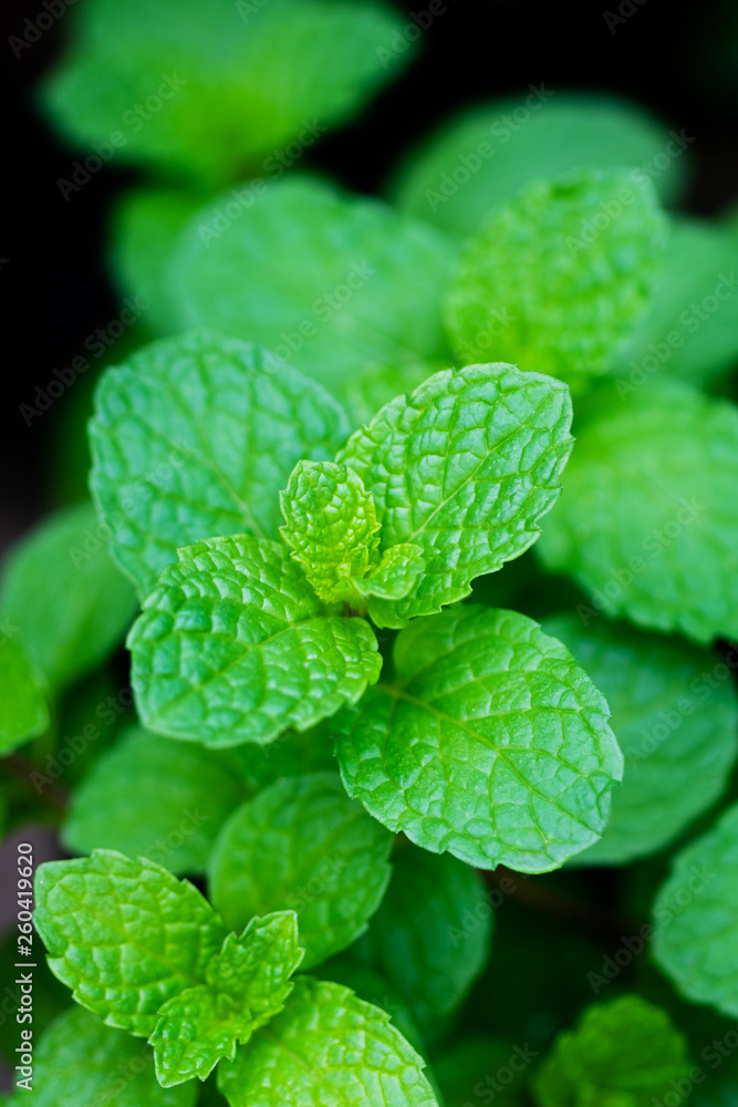 Close up image of fresh mint leaves Close up image of fresh mint leaves