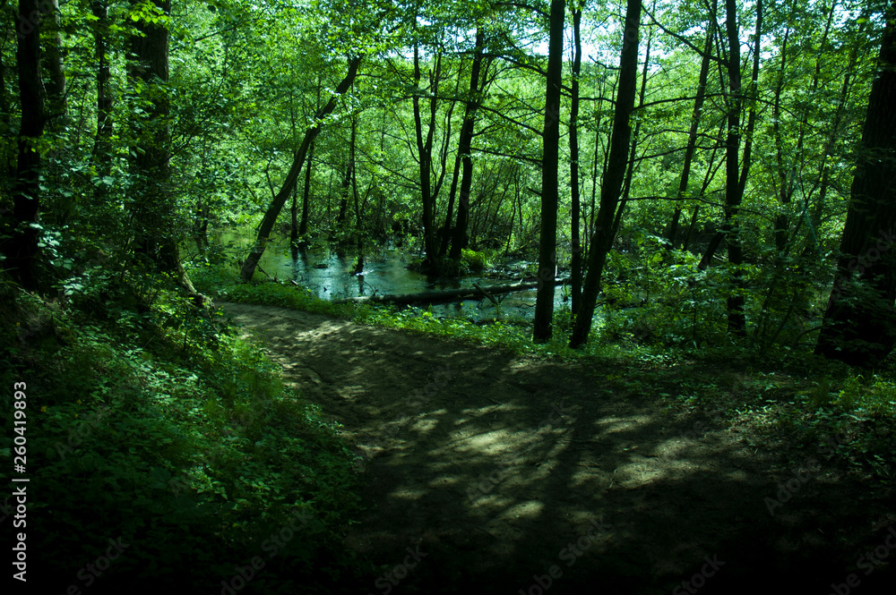 Obraz premium river in the spring forest
