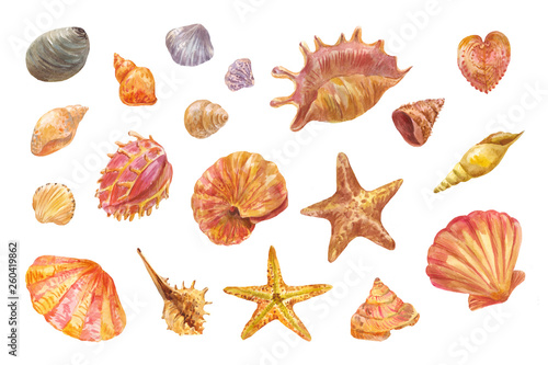 Watercolor shells isolated on white. Set of hand-drawn element