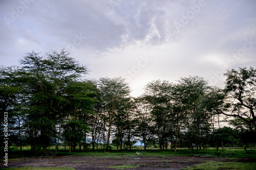 Tree in Tanzania photo