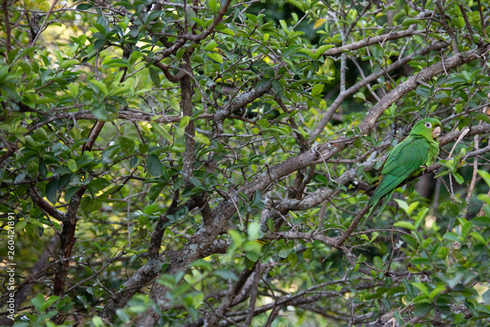 papagaio papagaio