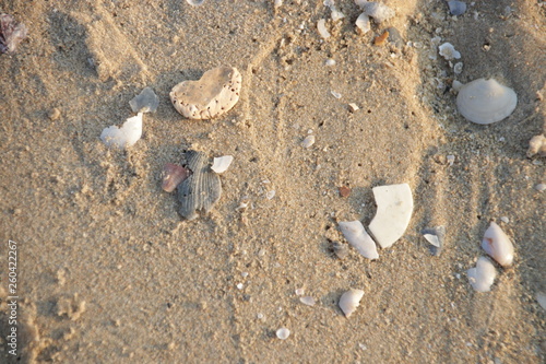 Sea Shells on the Fine Sand , Strolling on the Beach at Sun Rise , Summer Holidays