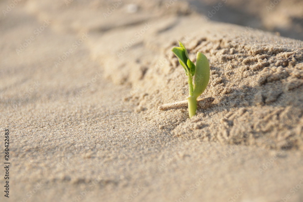 Fototapeta premium Little Tree is Growing on the Sand Beach