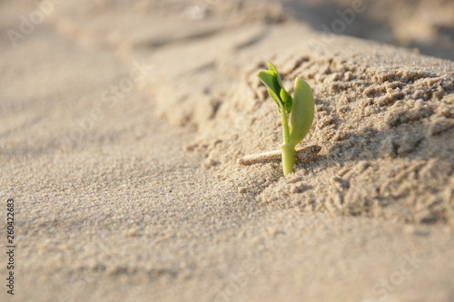 Little Tree is Growing on the Sand Beach