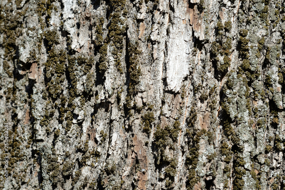 Bark of an old tree with moss on it close up. Tree bark background