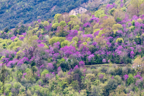 redbuds pink flowers in spring season Arta Greece