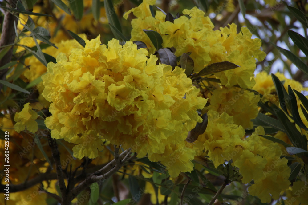 Silver trumpet tree,Tabebuia , Yellow Flower in Summer Silver trumpet tree,Tabebuia , Yellow Flower in Summer