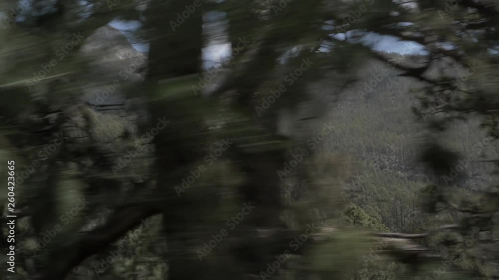 Pan Shot of Pine Trees in Teide Mountain, Tenerife, Canary Islands Pan Shot of Pine Trees in Teide Mountain, Tenerife, Canary Islands