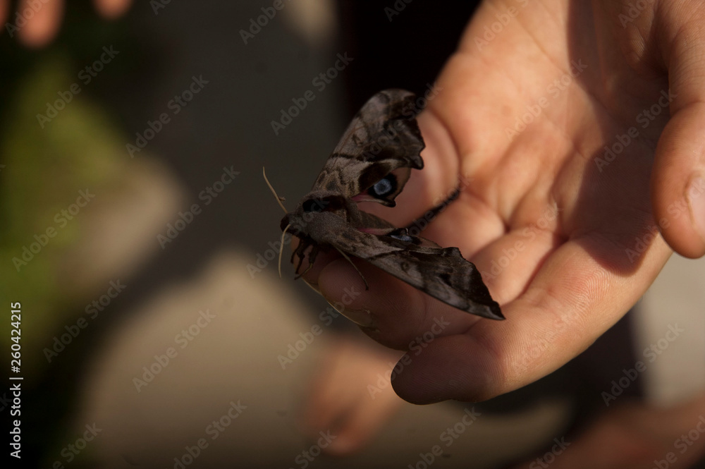 Obraz premium butterfly on a hand