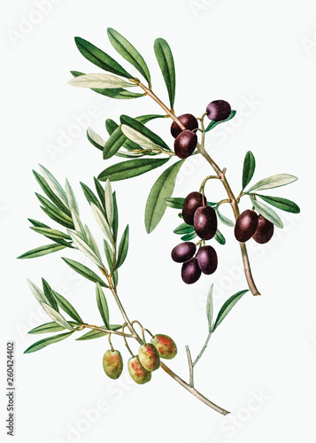 Olive tree branch