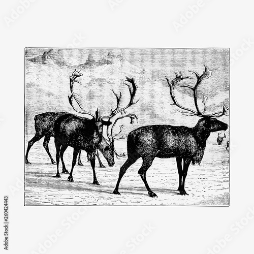 Reindeers vintage artwork