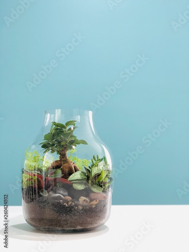 Fotografie Tropical Terrarium