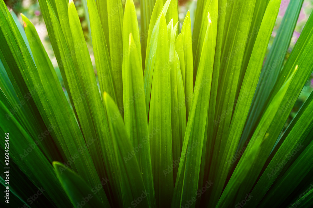 Nature leaves green background in garden at spring under morning sunlight. Natural green plants environment. Nature leaves green background in garden at spring under morning sunlight. Natural green plants environment.