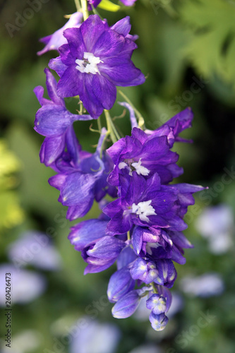 Purple Flowers 2 