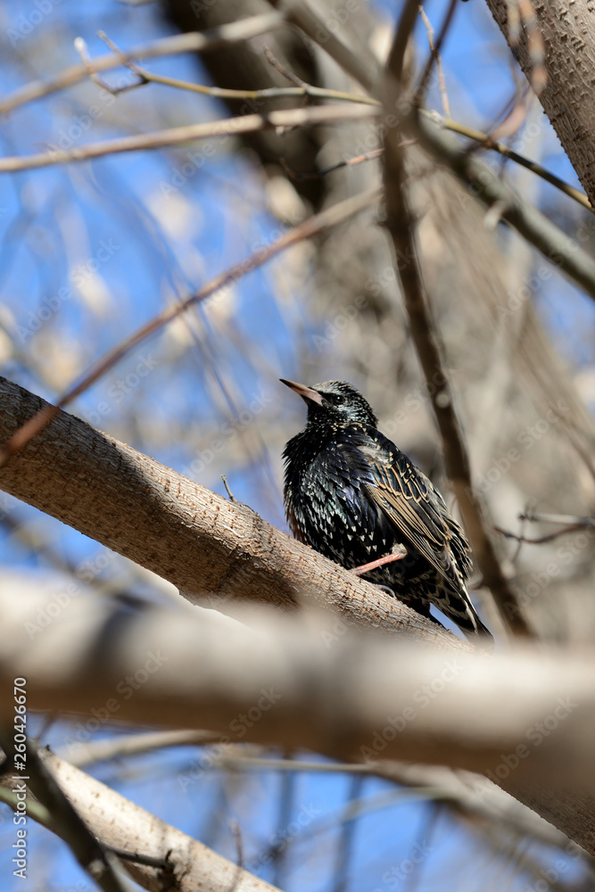 Common starling (Sturnus vulgaris) sitting on a tree in a spring day Common starling (Sturnus vulgaris) sitting on a tree in a spring day