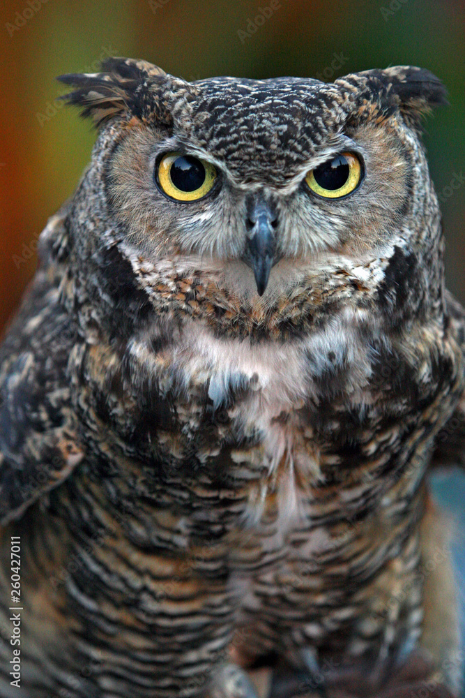 Owl 1 Owl 1