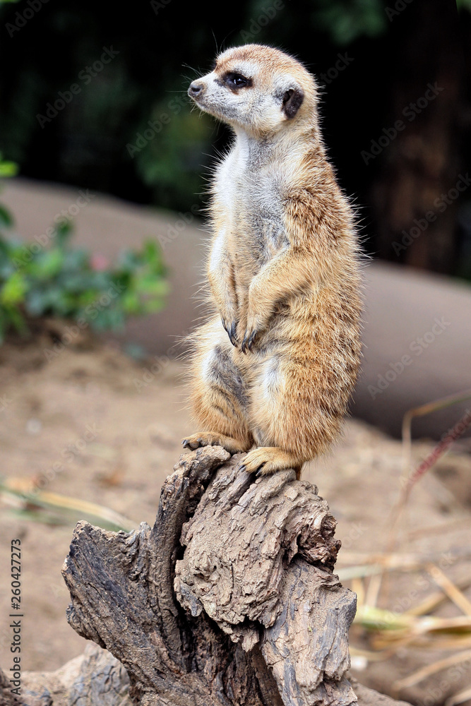 Fototapeta premium Meerkat