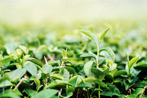 Closeup fresh Green tea leaves. nature green background under morning sunlight. Natural green plants.