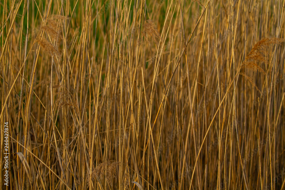 Fototapeta premium Reeds