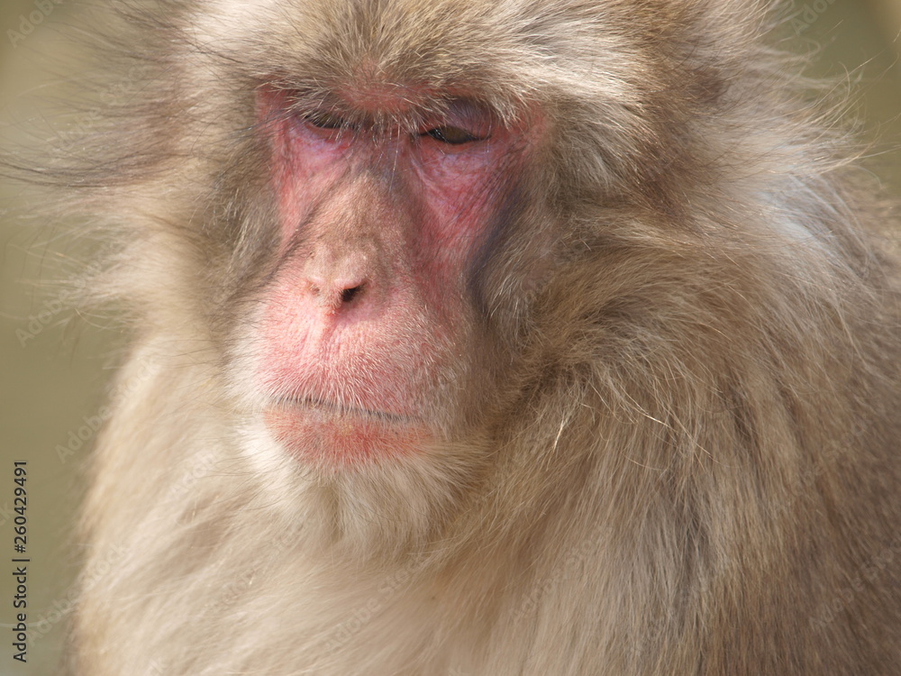 Obraz premium Wild monkey on a Japanese mountain