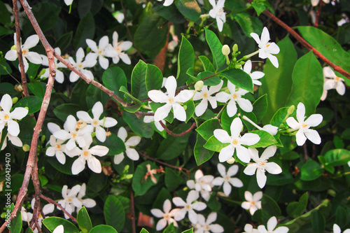 White sampaguita jasmine flowers field  , nature group blooming in garden green leaf top view background